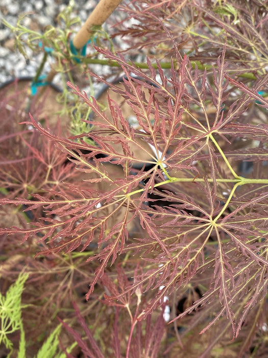 Acer palmatum 'Maymont' Japanese Maple