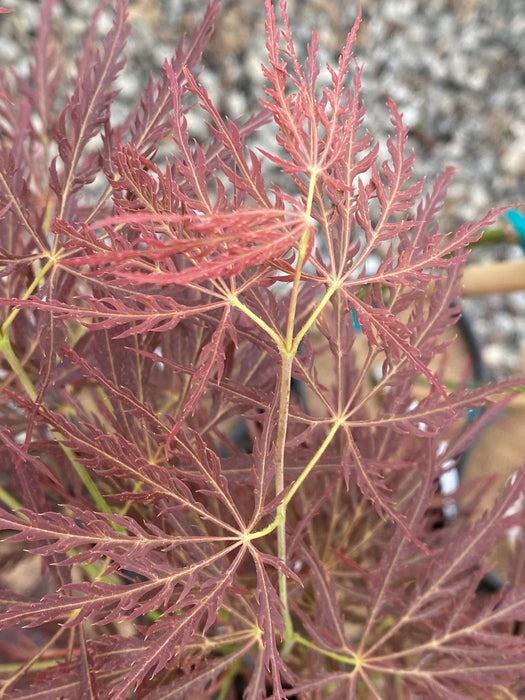 Acer palmatum 'Maymont' Japanese Maple