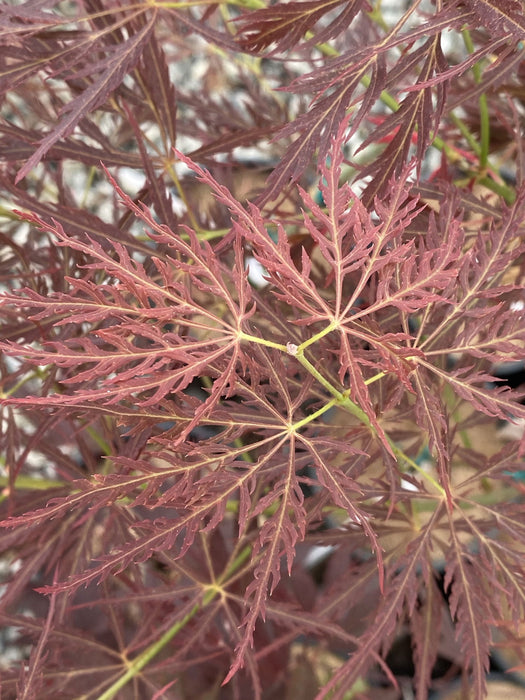 Acer palmatum 'Maymont' Japanese Maple