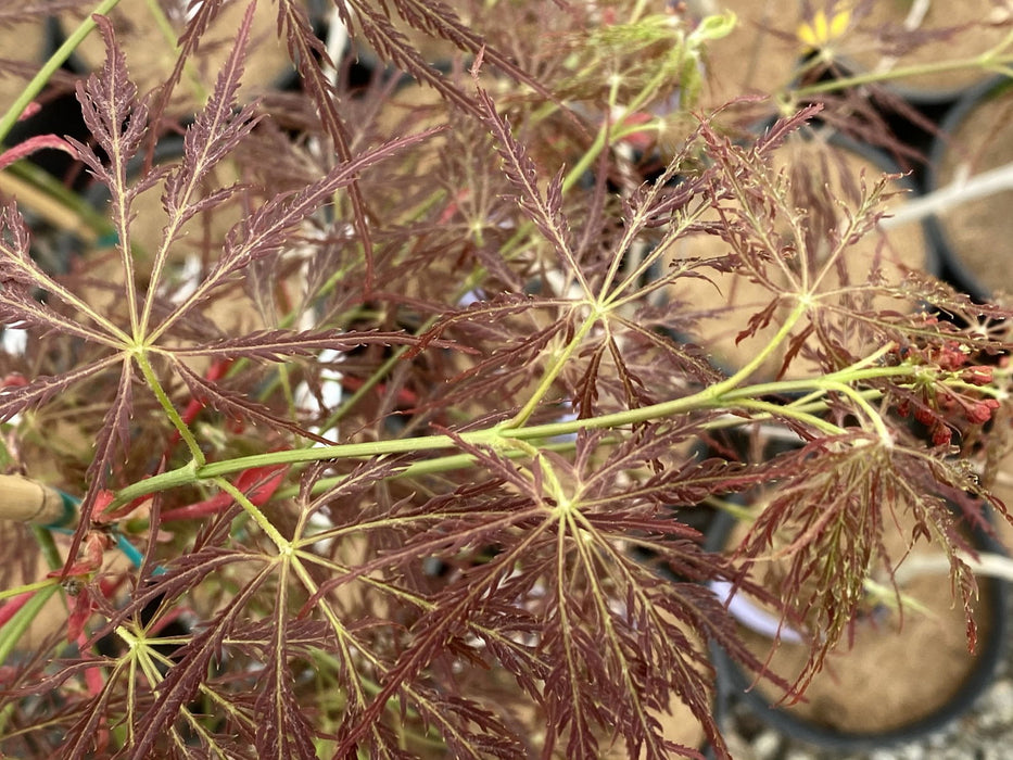 Acer palmatum 'Maymont' Japanese Maple