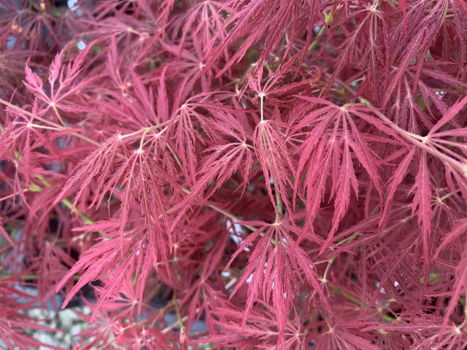 Acer palmatum 'Maymont' Japanese Maple