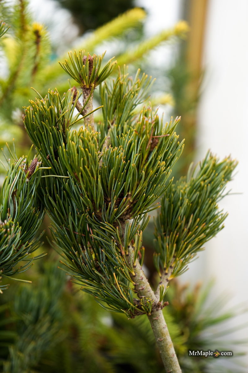 Pinus parviflora 'Meiko' Dwarf White Pine