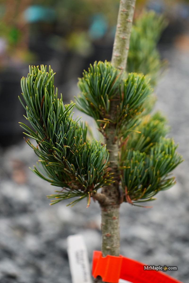 Pinus parviflora 'Meiko' Dwarf White Pine