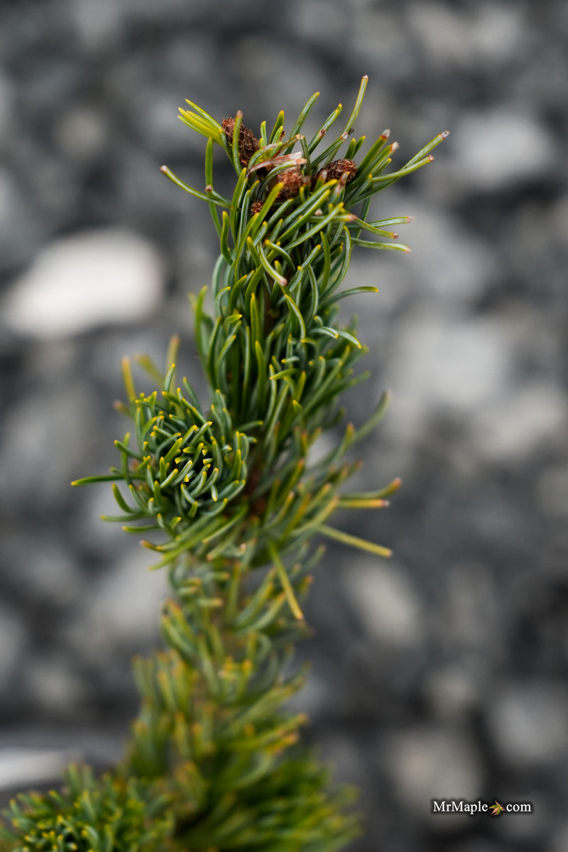 Pinus parviflora 'Meiko' Dwarf White Pine