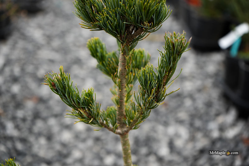 Pinus parviflora 'Meiko' Dwarf White Pine