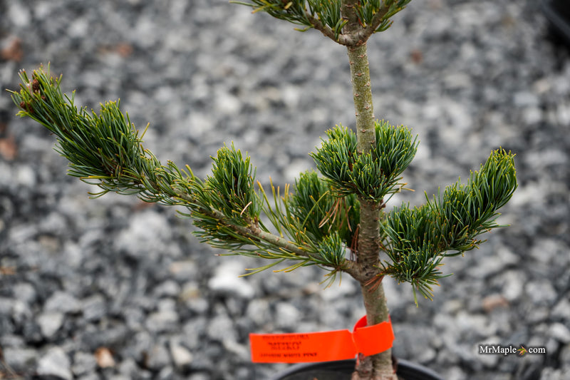Pinus parviflora 'Meiko' Dwarf White Pine