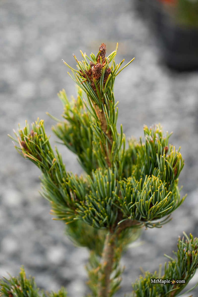 Pinus parviflora 'Meiko' Dwarf White Pine