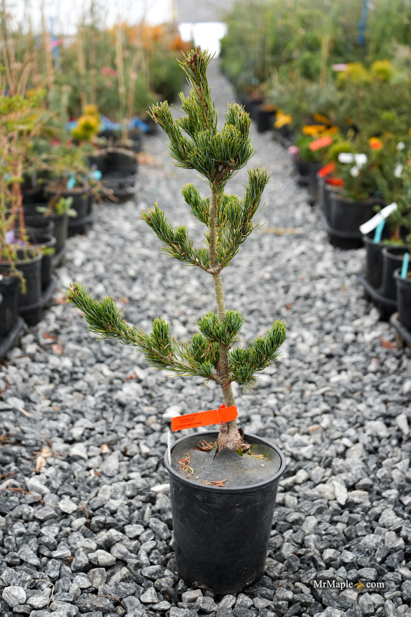 Pinus parviflora 'Meiko' Dwarf White Pine