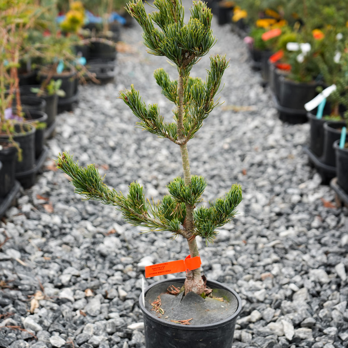 Buy Pinus parviflora 'Baldwin' Dwarf White Pine — Mr Maple │ Buy Japanese  Maple Trees