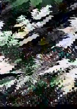 - Melia azerdarach 'Jade Snowflake' Variegated Chinaberry Tree - Mr Maple │ Buy Japanese Maple Trees