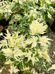 - Melia azerdarach 'Jade Snowflake' Variegated Chinaberry Tree - Mr Maple │ Buy Japanese Maple Trees