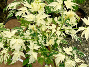 - Melia azerdarach 'Jade Snowflake' Variegated Chinaberry Tree - Mr Maple │ Buy Japanese Maple Trees