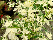 - Melia azerdarach 'Jade Snowflake' Variegated Chinaberry Tree - Mr Maple │ Buy Japanese Maple Trees