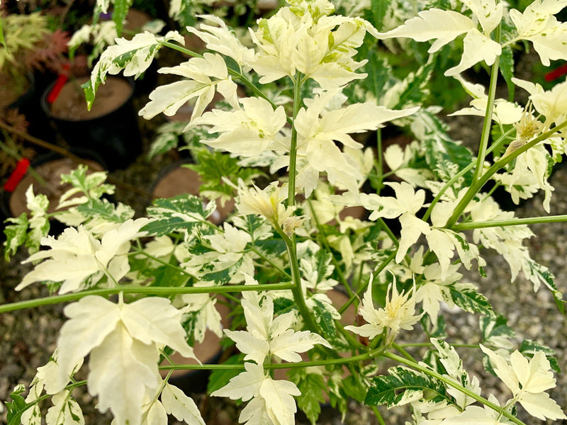 - Melia azerdarach 'Jade Snowflake' Variegated Chinaberry Tree - Mr Maple │ Buy Japanese Maple Trees