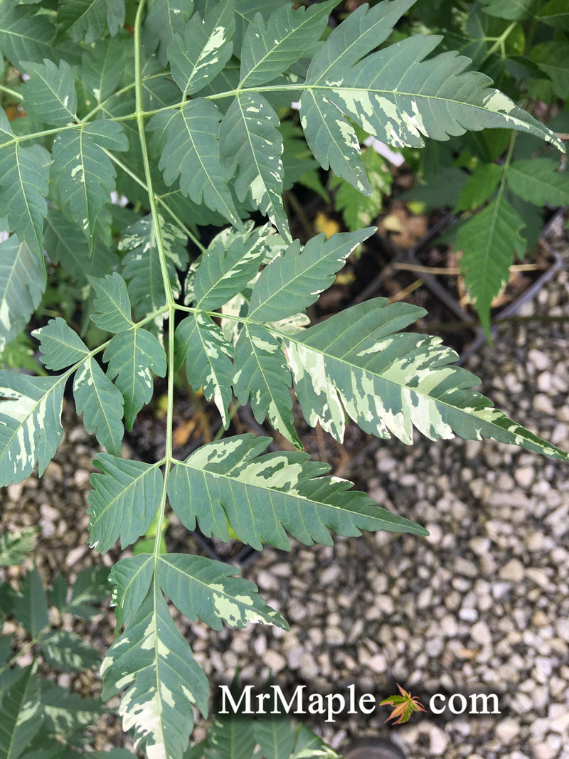 - Melia azerdarach 'Jade Snowflake' Variegated Chinaberry Tree - Mr Maple │ Buy Japanese Maple Trees
