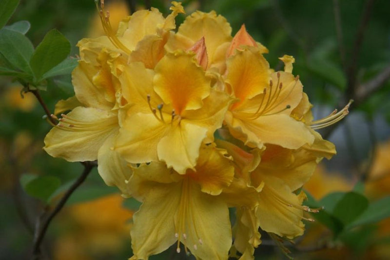 Azalea 'Memory of James Thompson’ Orange Native Azalea