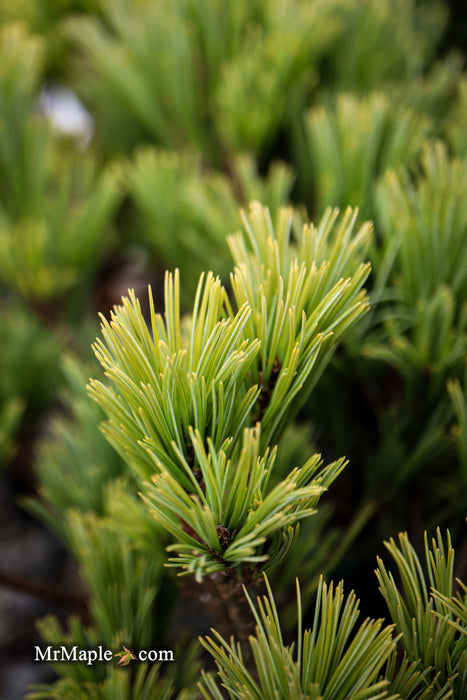 Pinus strobus 'Merrimack' Dwarf Eastern White Pine