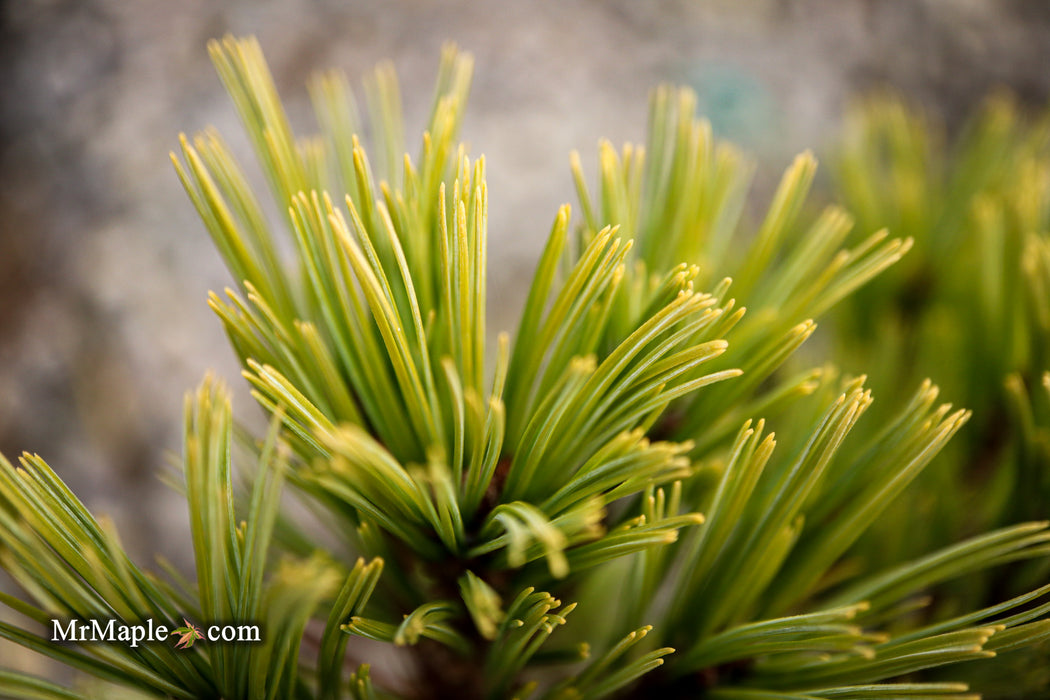 Pinus strobus 'Merrimack' Dwarf Eastern White Pine