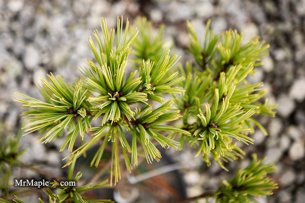 Pinus strobus 'Merrimack' Dwarf Eastern White Pine