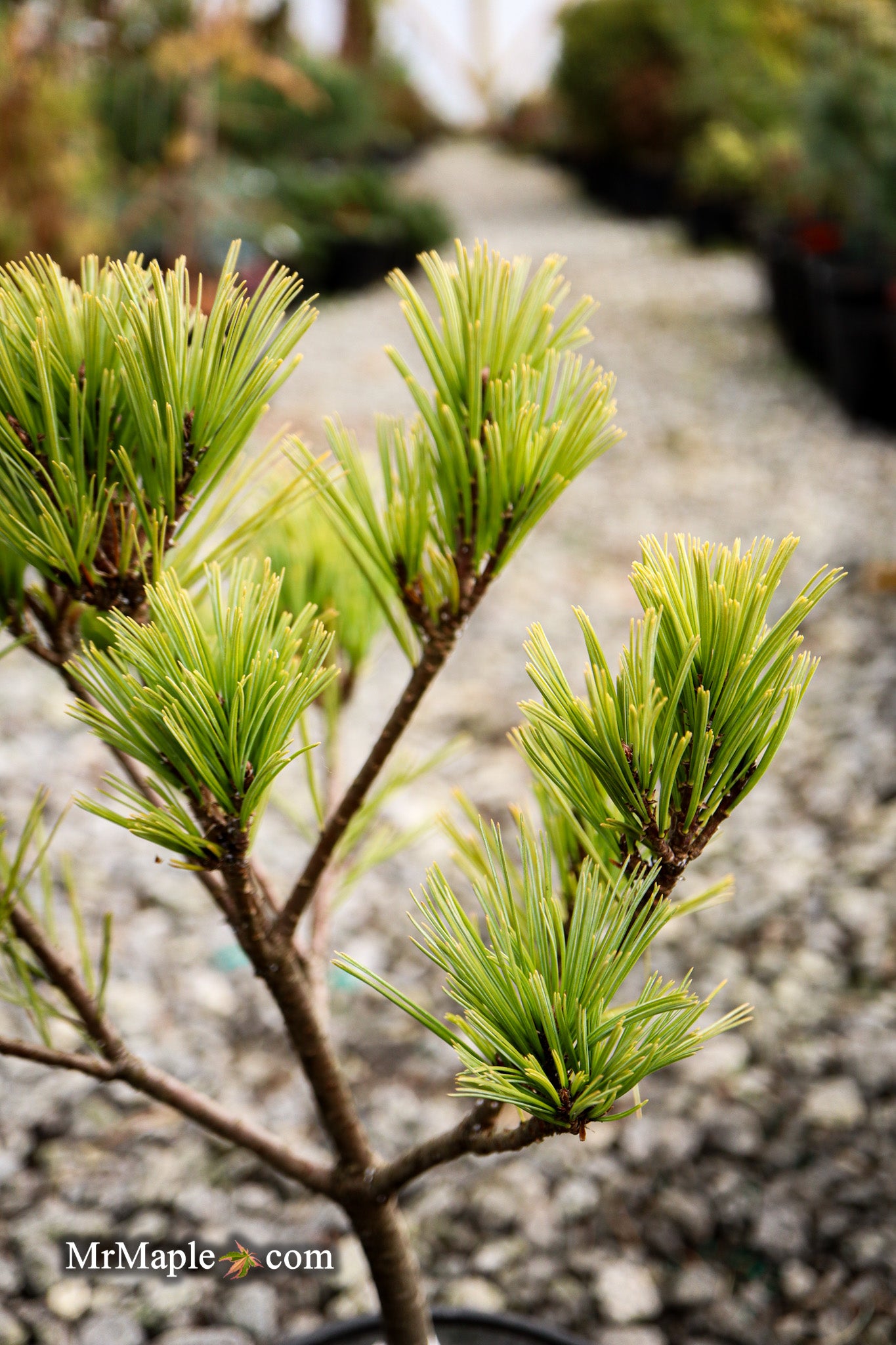Mr Maple Pinus strobus 'Merrimack' Eastern White Pine - Thumbnail 3