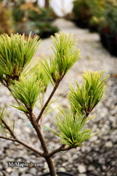 Pinus strobus 'Merrimack' Dwarf Eastern White Pine