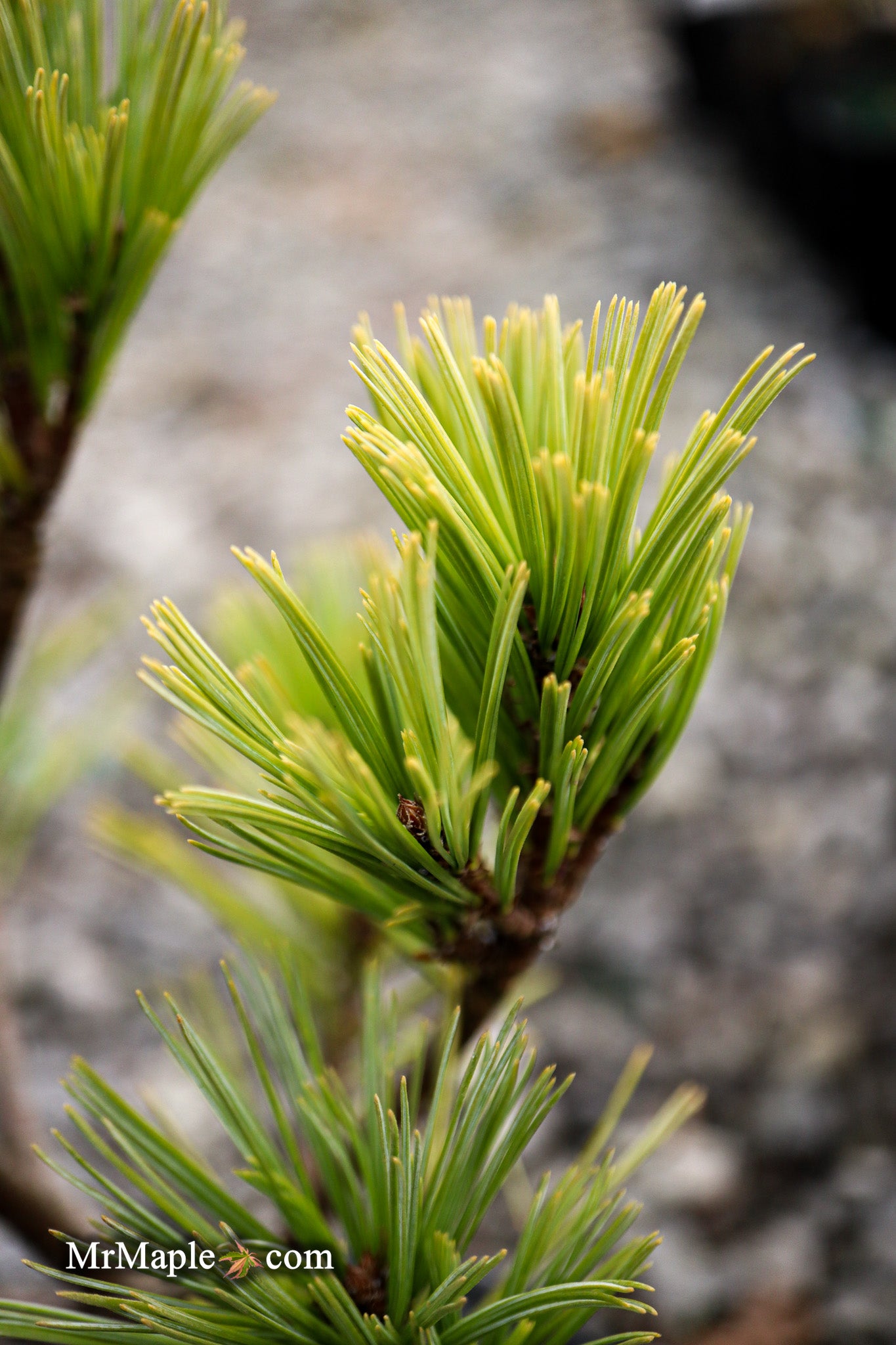 Mr Maple Pinus strobus 'Merrimack' Eastern White Pine