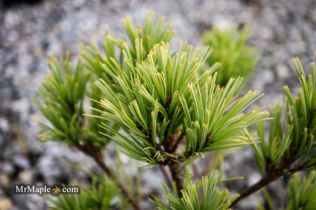 Pinus strobus 'Merrimack' Dwarf Eastern White Pine