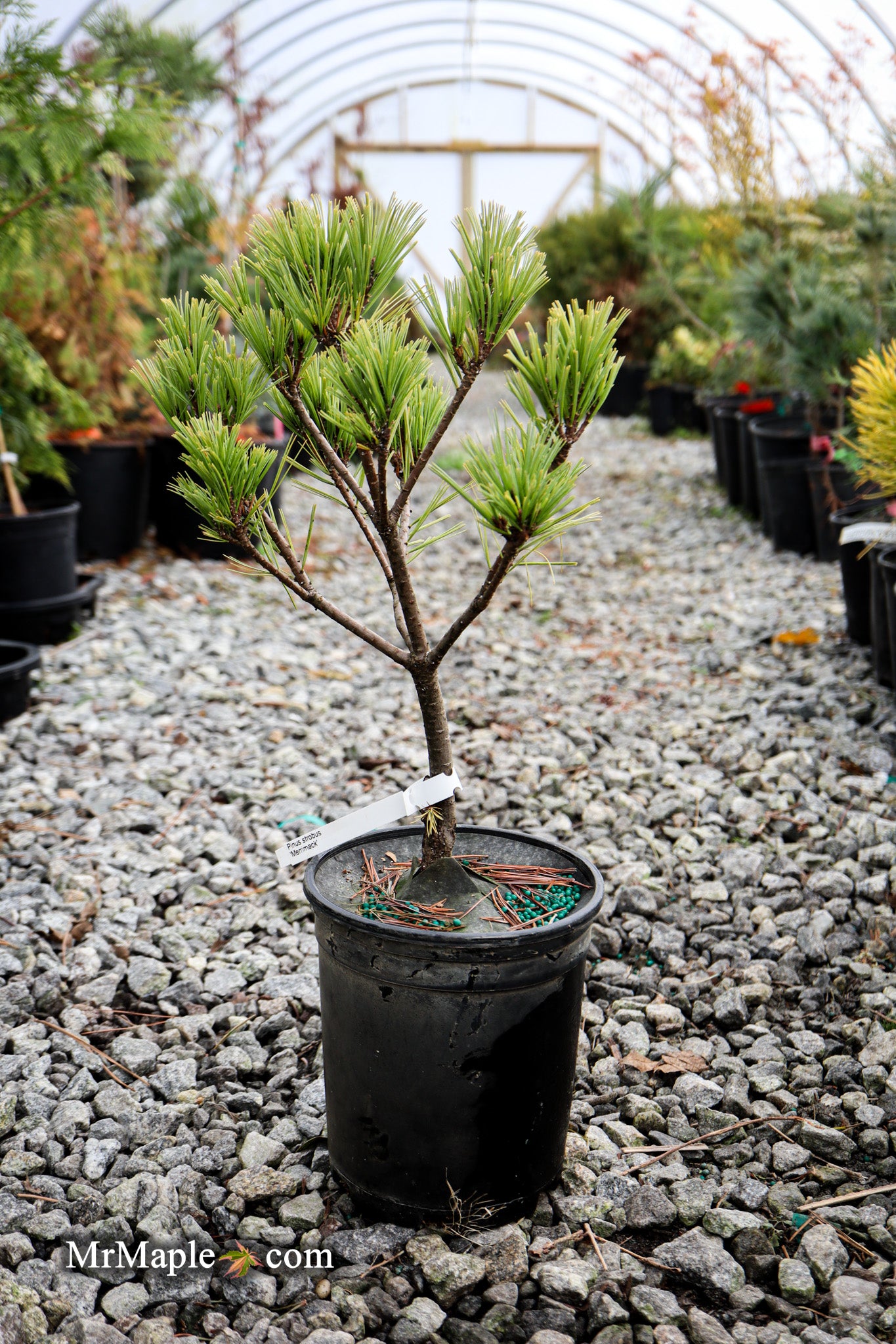 Mr Maple Pinus strobus 'Merrimack' Eastern White Pine - Thumbnail 4