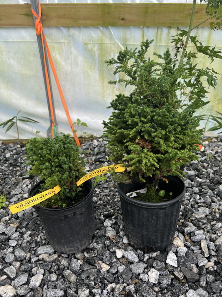 Buy Cryptomeria japonica 'Vilmorniana' Dwarf Japanese Cedar — Mr Maple │  Buy Japanese Maple Trees