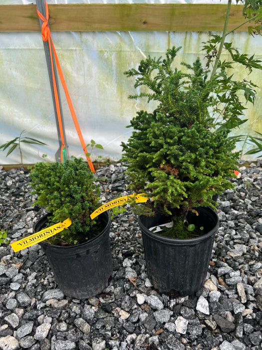 - Cryptomeria japonica 'Vilmoriniana' Dwarf Japanese Cedar - Mr Maple │ Buy Japanese Maple Trees