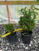 - Cryptomeria japonica 'Vilmoriniana' Dwarf Japanese Cedar - Mr Maple │ Buy Japanese Maple Trees