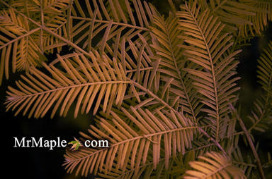 - Metasequoia glyptostroboides 'All Bronze' Dawn Redwood - Mr Maple │ Buy Japanese Maple Trees