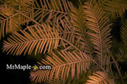 - Metasequoia glyptostroboides 'All Bronze' Dawn Redwood - Mr Maple │ Buy Japanese Maple Trees