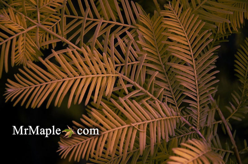- Metasequoia glyptostroboides 'All Bronze' Dawn Redwood - Mr Maple │ Buy Japanese Maple Trees