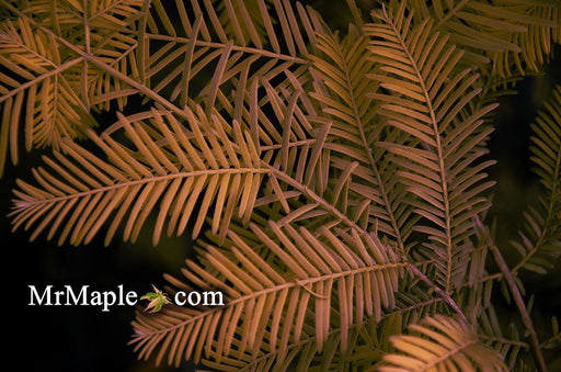- Metasequoia glyptostroboides 'All Bronze' Dawn Redwood - Mr Maple │ Buy Japanese Maple Trees