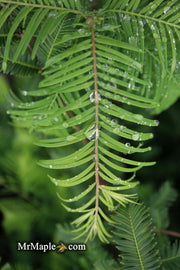- Metasequoia glyptostroboides 'Amber Glow™' Golden Redwood - Mr Maple │ Buy Japanese Maple Trees