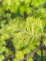 - Metasequoia glyptostroboides 'Amber Glow™' Golden Redwood - Mr Maple │ Buy Japanese Maple Trees