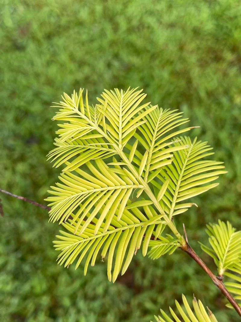 - Metasequoia glyptostroboides 'Amber Glow™' Golden Redwood - Mr Maple │ Buy Japanese Maple Trees