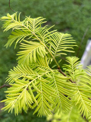 - Metasequoia glyptostroboides 'Amber Glow™' Golden Redwood - Mr Maple │ Buy Japanese Maple Trees