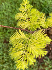 - Metasequoia glyptostroboides 'Amber Glow™' Golden Redwood - Mr Maple │ Buy Japanese Maple Trees