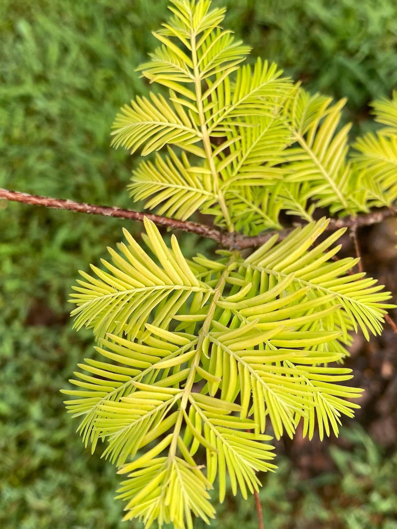 - Metasequoia glyptostroboides 'Amber Glow™' Golden Redwood - Mr Maple │ Buy Japanese Maple Trees