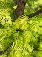 - Metasequoia glyptostroboides 'Amber Glow™' Golden Redwood - Mr Maple │ Buy Japanese Maple Trees