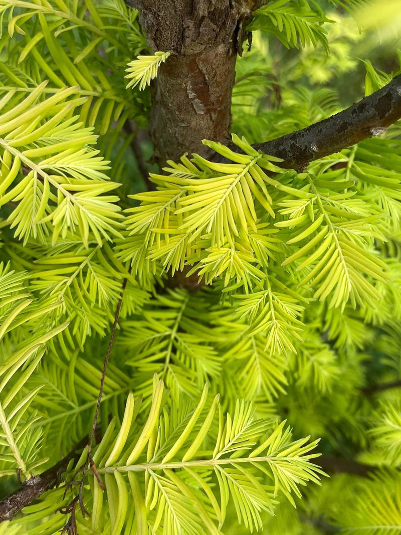 - Metasequoia glyptostroboides 'Amber Glow™' Golden Redwood - Mr Maple │ Buy Japanese Maple Trees