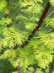 - Metasequoia glyptostroboides 'Amber Glow™' Golden Redwood - Mr Maple │ Buy Japanese Maple Trees