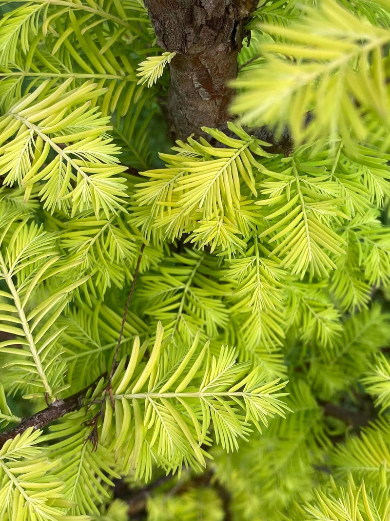 - Metasequoia glyptostroboides 'Amber Glow™' Golden Redwood - Mr Maple │ Buy Japanese Maple Trees