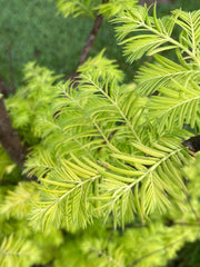 - Metasequoia glyptostroboides 'Amber Glow™' Golden Redwood - Mr Maple │ Buy Japanese Maple Trees
