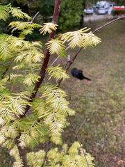- Metasequoia glyptostroboides 'Amber Glow™' Golden Redwood - Mr Maple │ Buy Japanese Maple Trees