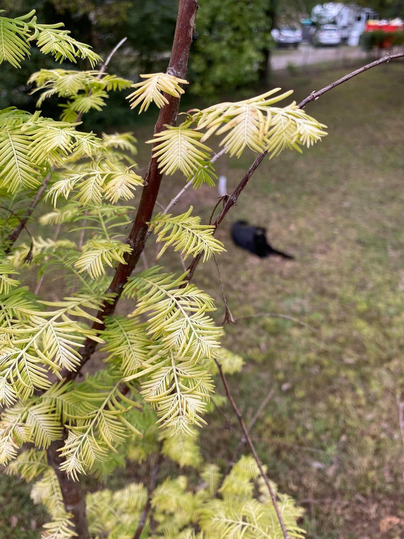 - Metasequoia glyptostroboides 'Amber Glow™' Golden Redwood - Mr Maple │ Buy Japanese Maple Trees