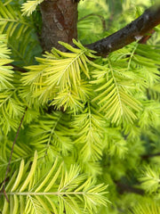 - Metasequoia glyptostroboides 'Amber Glow™' Golden Redwood - Mr Maple │ Buy Japanese Maple Trees