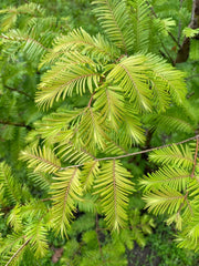 - Metasequoia glyptostroboides 'Amber Glow™' Golden Redwood - Mr Maple │ Buy Japanese Maple Trees